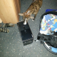 Illustration for article titled Look At These Dogs And Cats Confused By Xbox One